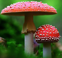 Fly Agaric