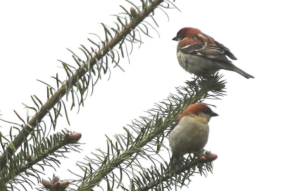 russet sparrows