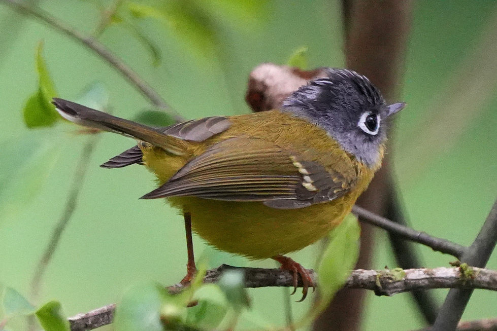 Grey Cheek Warbler