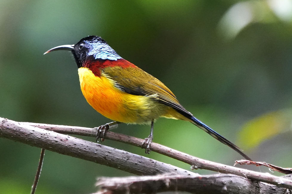 Green-Tailed Sunbird