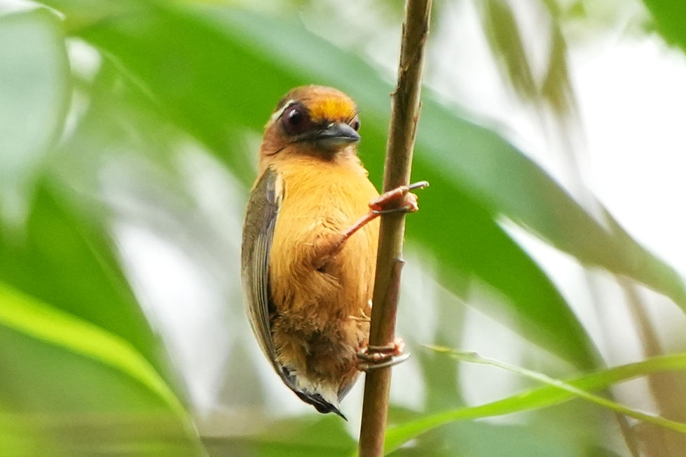 white-browed piculet