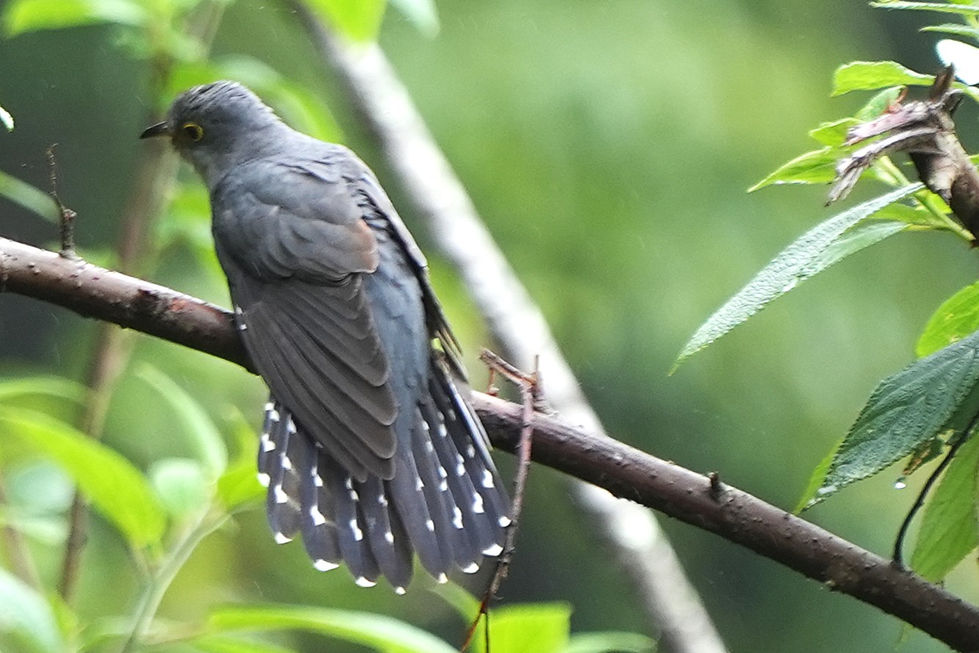 Lesser cuckoo-1