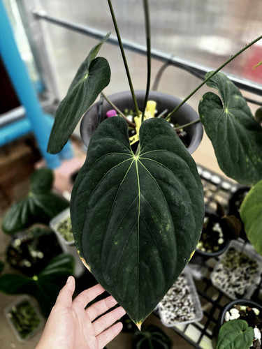 Antolakii [BVEP OG] X Red vein dark phoenix | Plant Life SA 