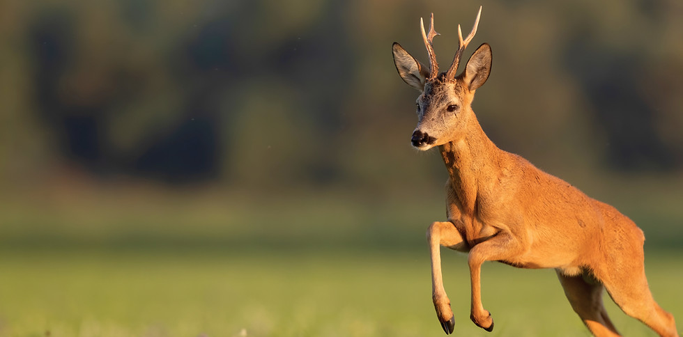 Grimpt Brush (58)_edited.jpg