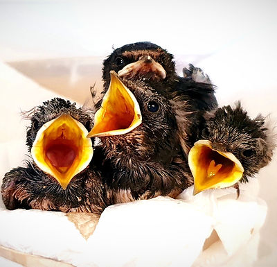 206039361_1683657065155729_4948071429711260982_n (1)_edited_edited.jpg