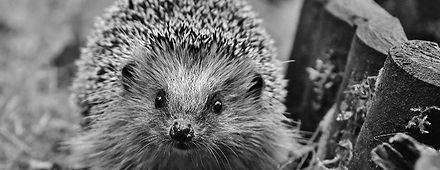 WE NEED YOUR HELP (6)_edited.jpg