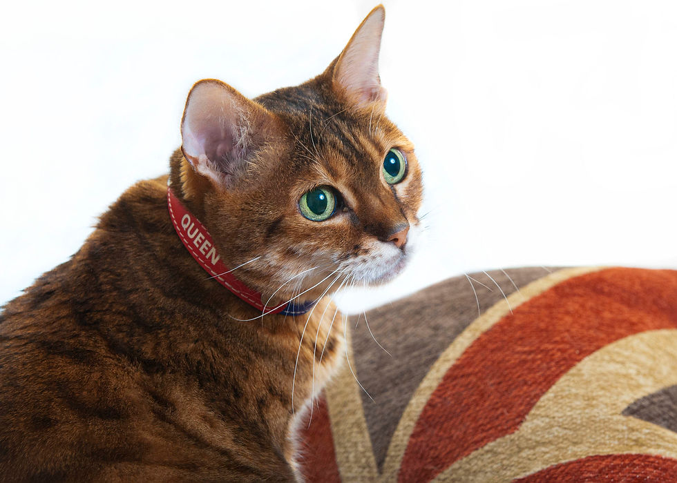 Thumbnail: Smart Animal Cat Collar - London Collection