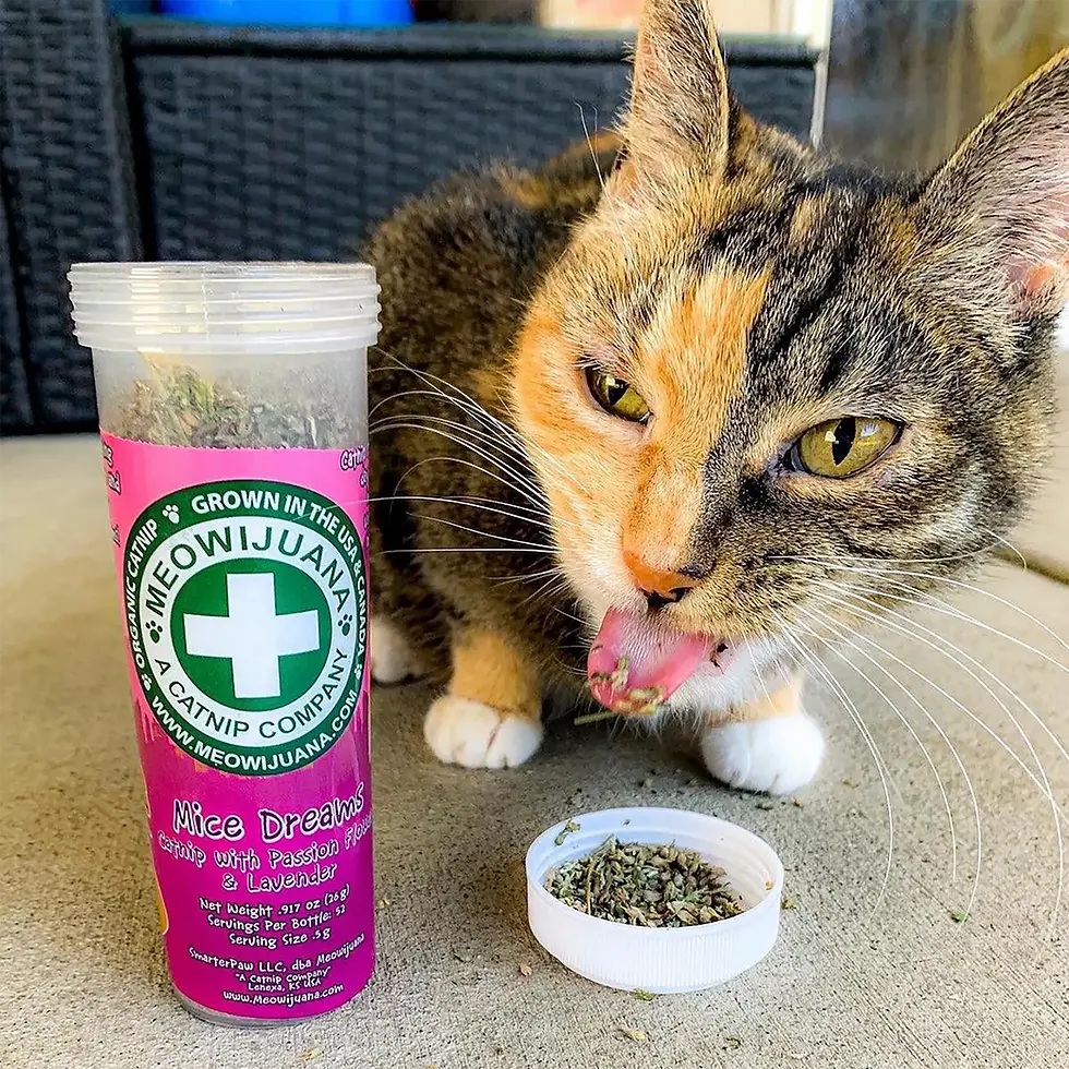 Thumbnail: Tortoiseshell cat licking Meowijuana Mice Dreams catnip lavender and passionflower blend from bottle cap