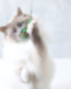 White cat playing with Neko Flies kattipede centipede cat toy - green with red stripes and dangly green legs