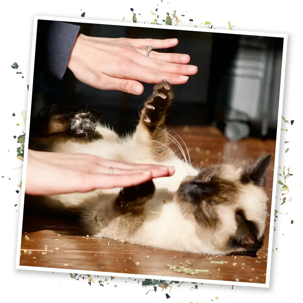 Thumbnail: Meowijuana Cloud 9 - Catnip, Sunflower, Rose & Marshmallow Blend
