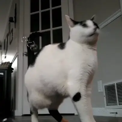 Thumbnail: Meowijuana Catnip and Honeysuckle Bubbles for Cats