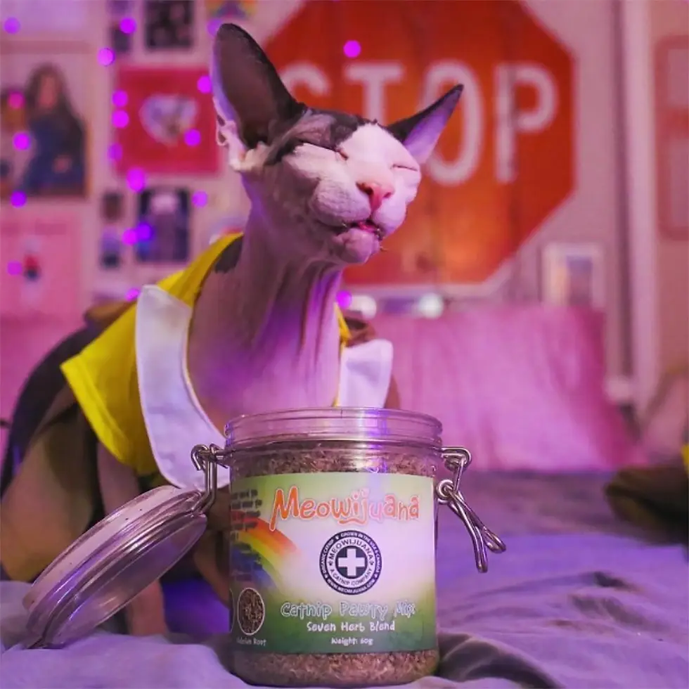 Thumbnail: Sphynx cat sniffing open jar of Meowijuana Catnip Pawty Mix — premium 7 herb catnip blend 60g