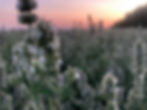 From the Field organic catnip plants growing at sunset showing white flower blooms at peak essential oil production