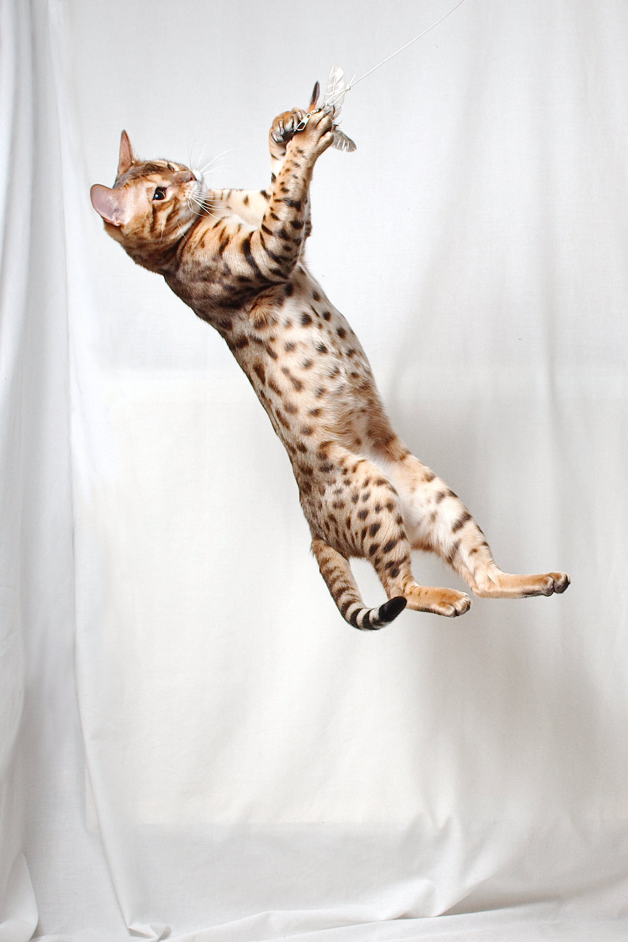 Flying Frenzy Interactive Wand Cat Toy 39"