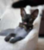 Black sphynx cat wearing black leather bow tie collar with gold metal studs