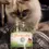 Thumbnail: Meowijuana Jar of Organic Catnip Buds