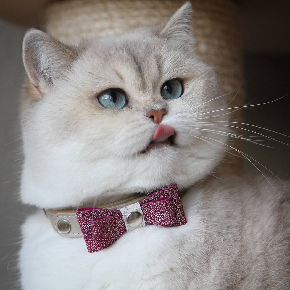 Thumbnail: Smart Animal Limited Edition Bow Tie Ket Cat Collar Attachment