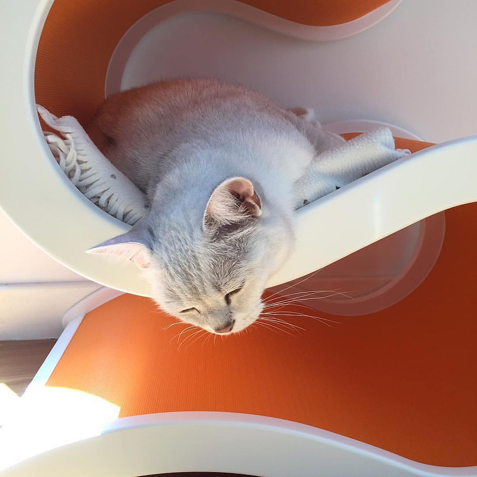 Thumbnail: Catswall Design Large Curvynest