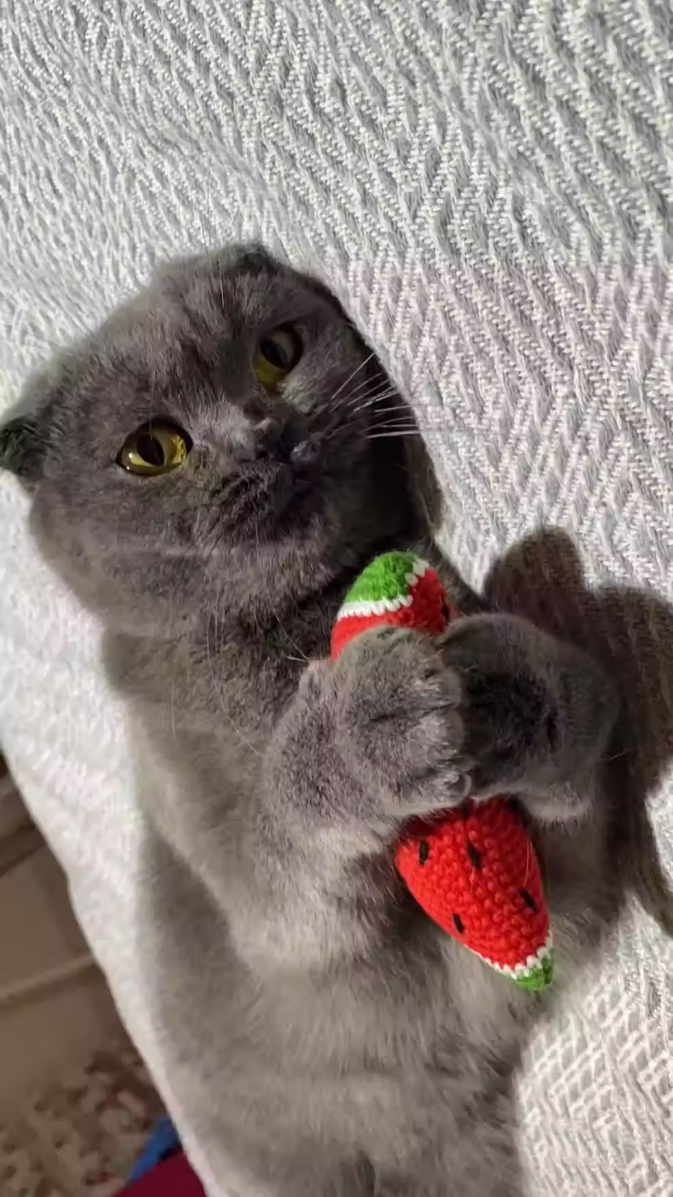 Thumbnail: Grey British Shorthair cat playing with crochet watermelon slice shaped catnip cat toy palestine solidarity