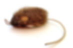 Purrs shrew cat toy refill attachment for cat wands on a white background