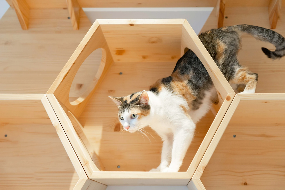 Thumbnail: MyZoo BusyCat (Pine) Hexagon Wall Mounted Cat Bed