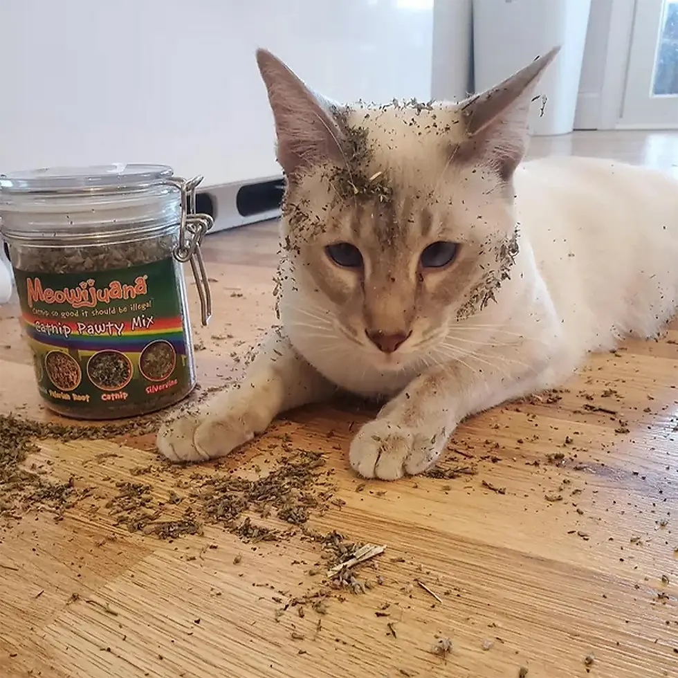 Thumbnail: Cat rolling in Meowijuana Catnip Pawty Mix — organic catnip blend with silvervine and valerian root
