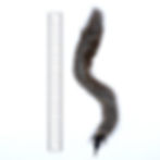 Frenzy Slytherin Wild Hare Cat Toy Wand Attachment shown next to a ruler measuring approximately 27cm — natural wild hare fur