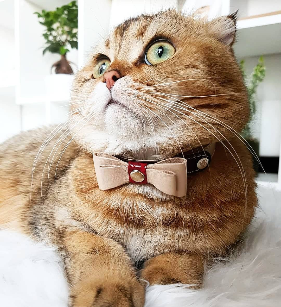 Smart Animal Cat Collar Prestige Collection (Brown) kittyglitz