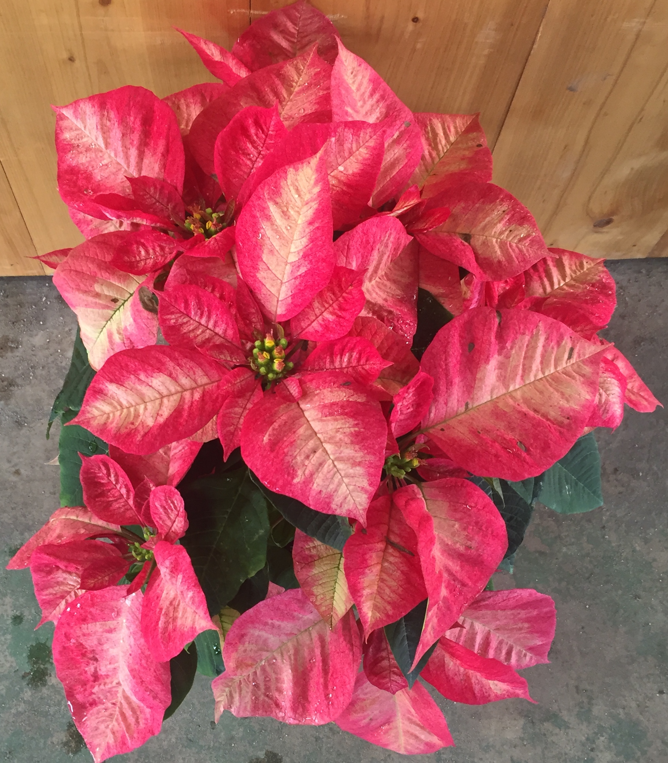 Seasonal Albritton's Nursery