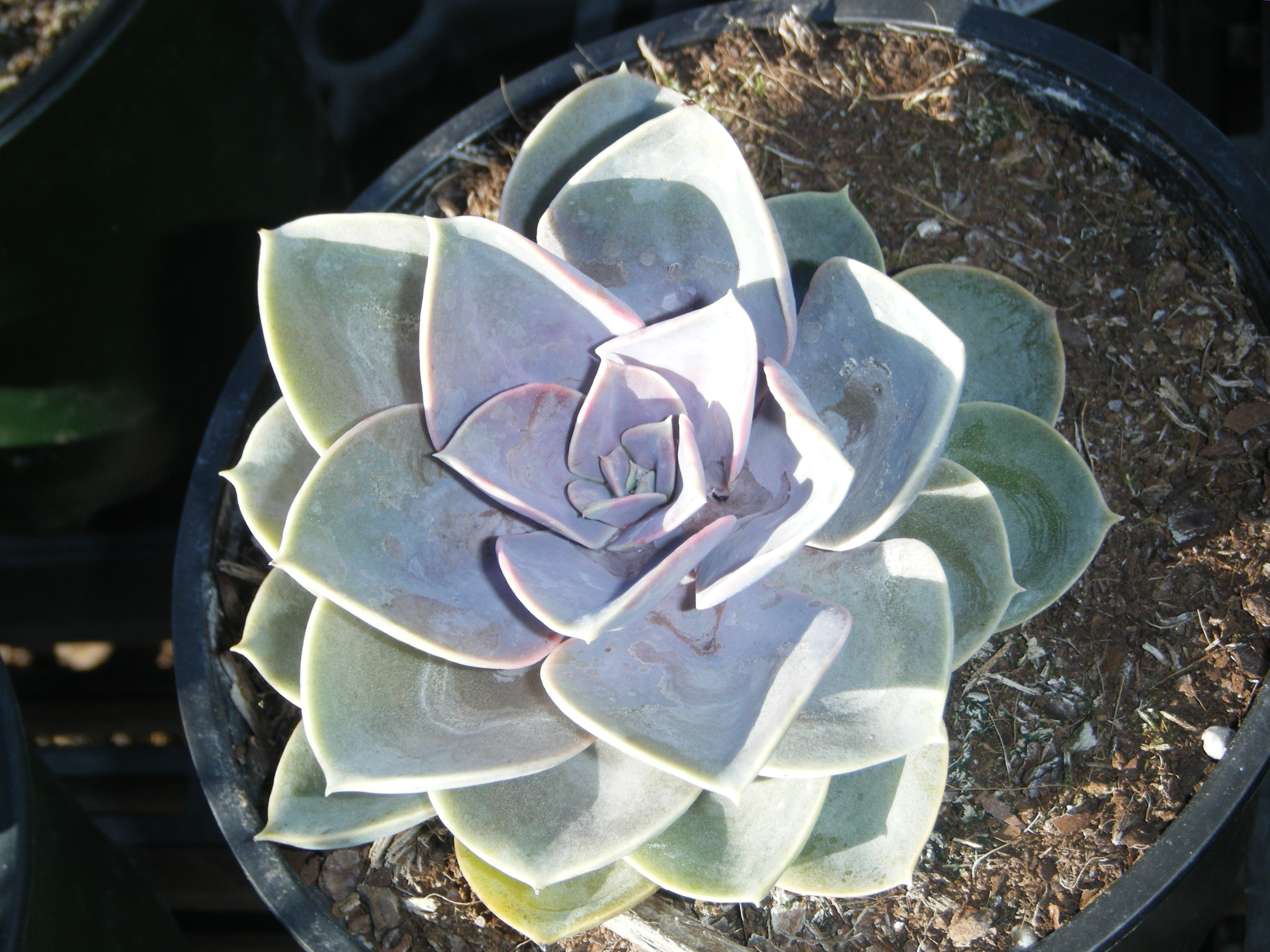 Succulents