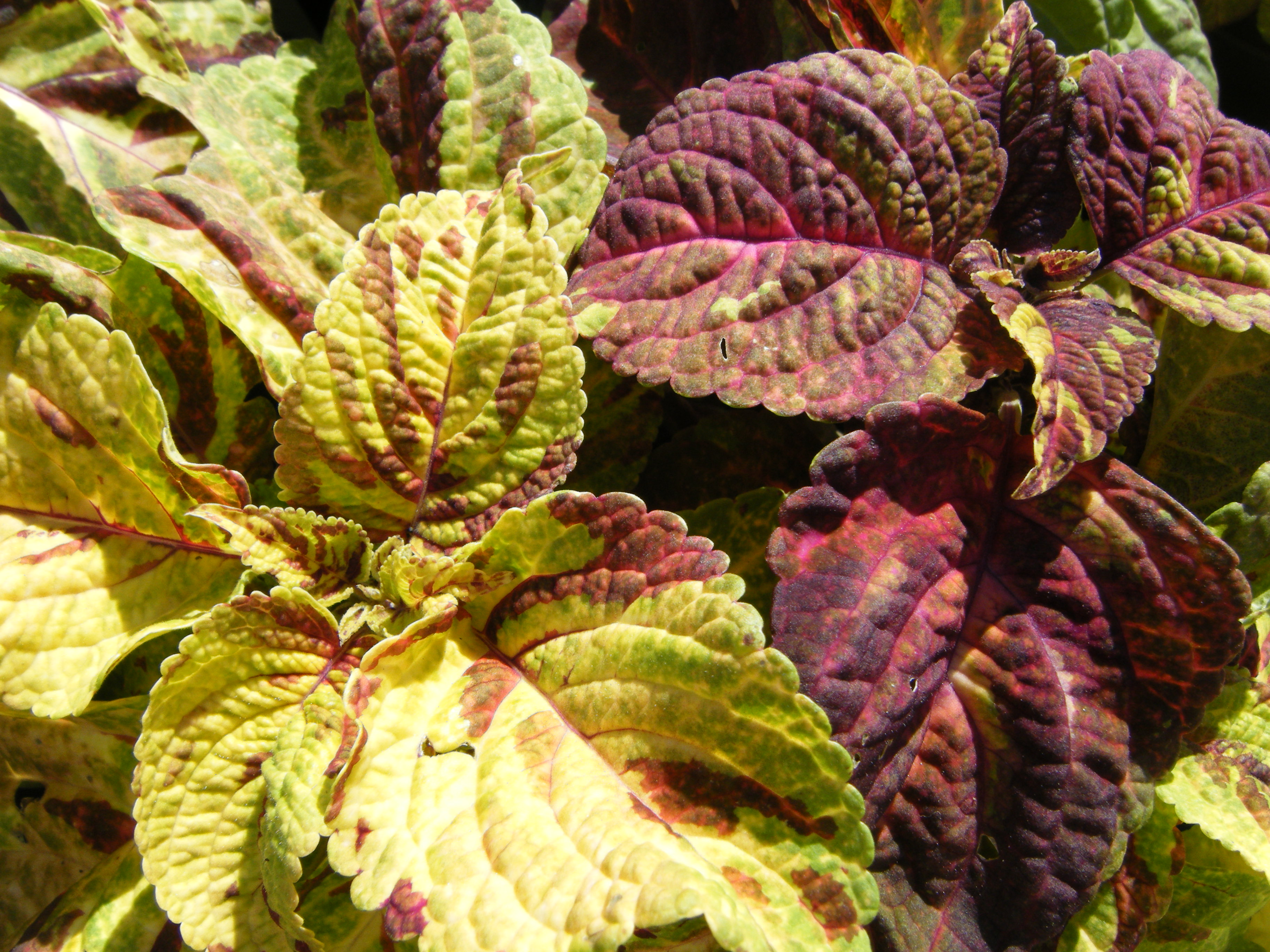 Celosia