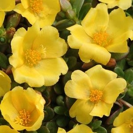 Purslane