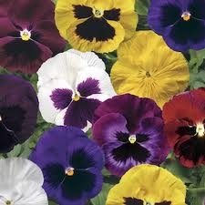 225_Pansy