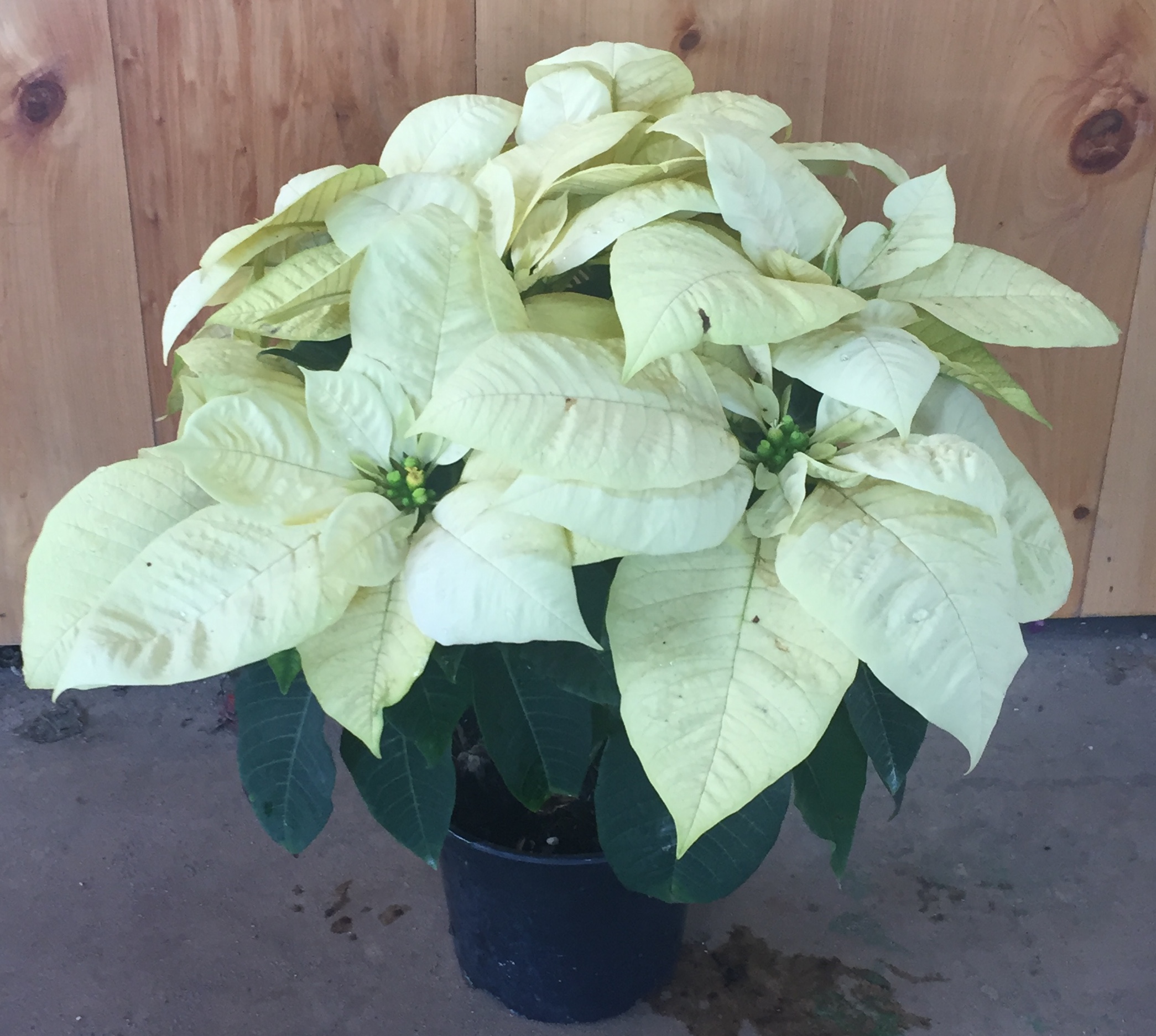 Seasonal Albritton's Nursery