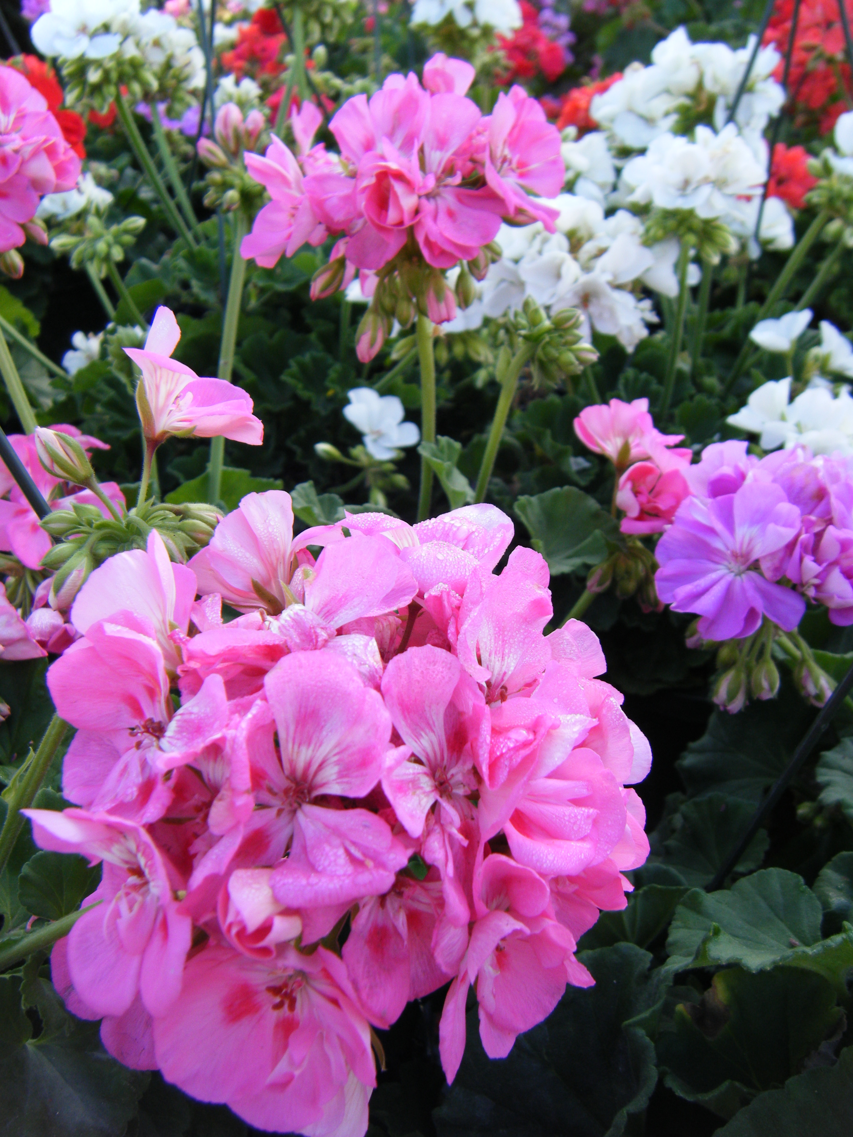 DSCF0429