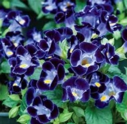 Torenia