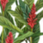 Ginger Flower Print