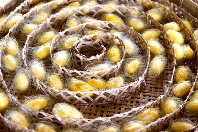 Muga Silkworm Cocoons.