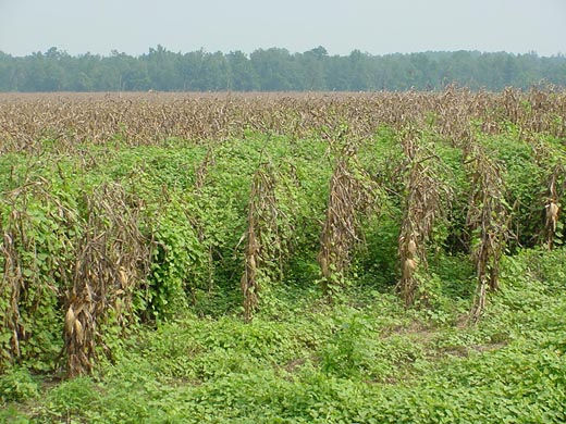 badfield4.jpg