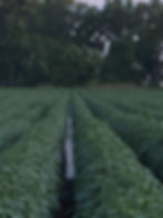 Furrow Irrigation-Water Down Row.jpg