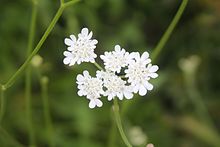 דל קרניים כרמלי ליקוט