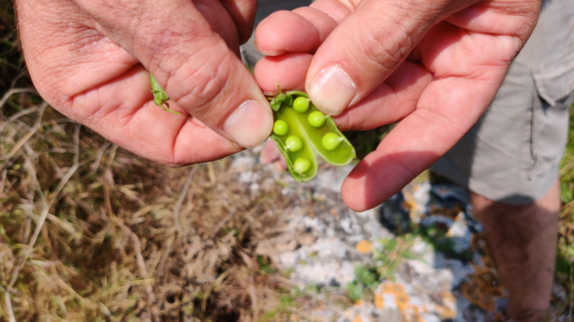 ליקוט קטניות