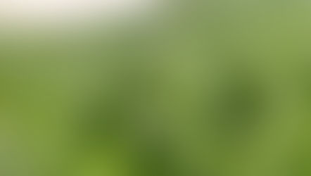 כרפס הביצות הוא אחד משני מיני הכרפס הגדלים בר בארץ - והנפוץ מביניהם. הוא צמח של בתי גידול לחים, ומופיע באפיקי הזרימה של נחלים רבים בארץ, לאורך כל השנה. על שני מיני הכרפס כבר כתבתי כאן פעם בהרחבה, אז בקצרה: הכרפס שאנחנו פוגשים היום בסופר, הסלרי, הוא גרסה מתורבתת של האח הנפוץ פחות - הכרפס הריחני. האחרון - מופיע בעיקר בקרקעות כבדות שניקוזן גרוע. את כרפס הביצות, מנגד, אנחנו פוגשים עתה בכל נחל זורם - ובדרך כלל בעונה הנוכחית, כשהוא לקראת פריחה - הוא נישא לגובה של מטר ויותר, ומתהדר בגבעול עבה וחלול, מחולק לפרקים, וביניהם מחיצות עדינות כמו סדרה של תאים קטנים האוצרים בתוכם מים ואוויר.