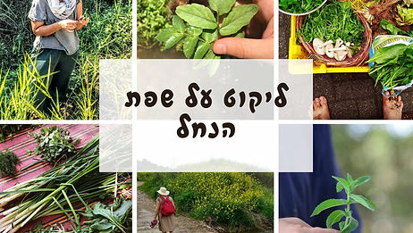 על שפת הנחל: צמחי בר למאכל המאפיינים בתי גידול לחים | סיור עומק למבוגרים | 13/12/2025