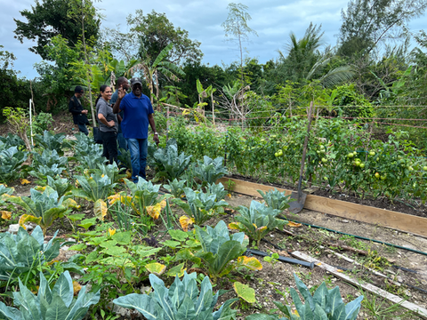 Bahamian farmers visit community garden