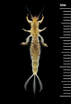トウヨウモンカゲロウ Ephemera orientalis