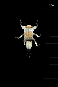 フタコブマダラカゲロウ Drunella cryptomeria