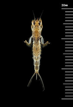 トウヨウモンカゲロウ Ephemera orientalis