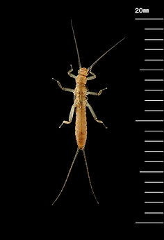 クロカワゲラ Capniidae sp.