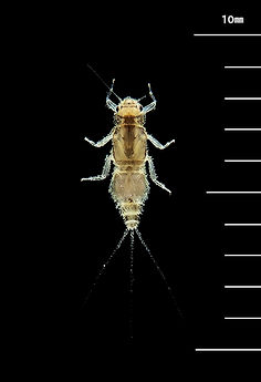 ヒメシロカゲロウ属 Caenis sp.